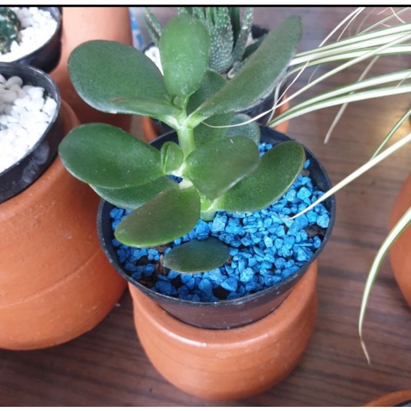Batu kerikil hias warna biru, isi 200 gram, pot 10, pot kaktus