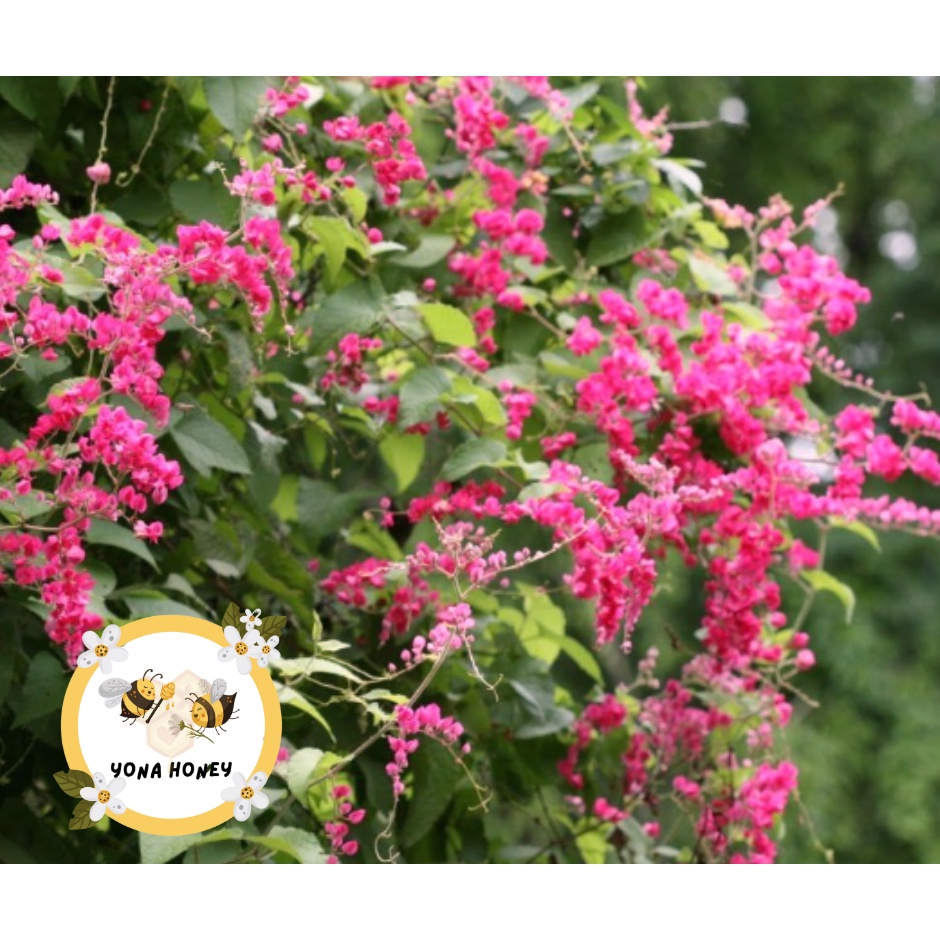 Bibit Bunga Air Mata Pengantin / AMP / Benih Bunga Air Mata Pengantin