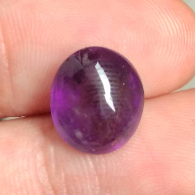 Kecubung ungu tua kecubung kalimantan kecubung wulung