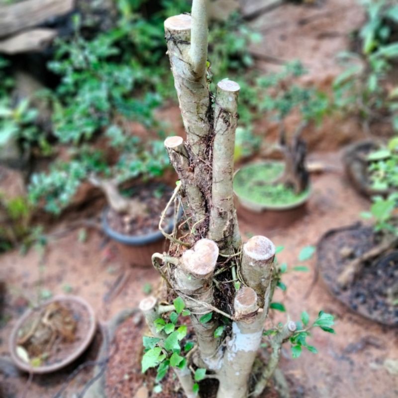 bahan bonsai amplas putih