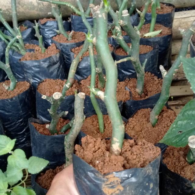 BIBIT ZIG ZAG PLANT / BIBIT TANAMAN ZIG ZAG PATAH TULANG