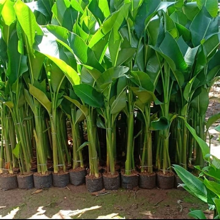 tanaman hias pisang  karebay pohon pisang pisangan  