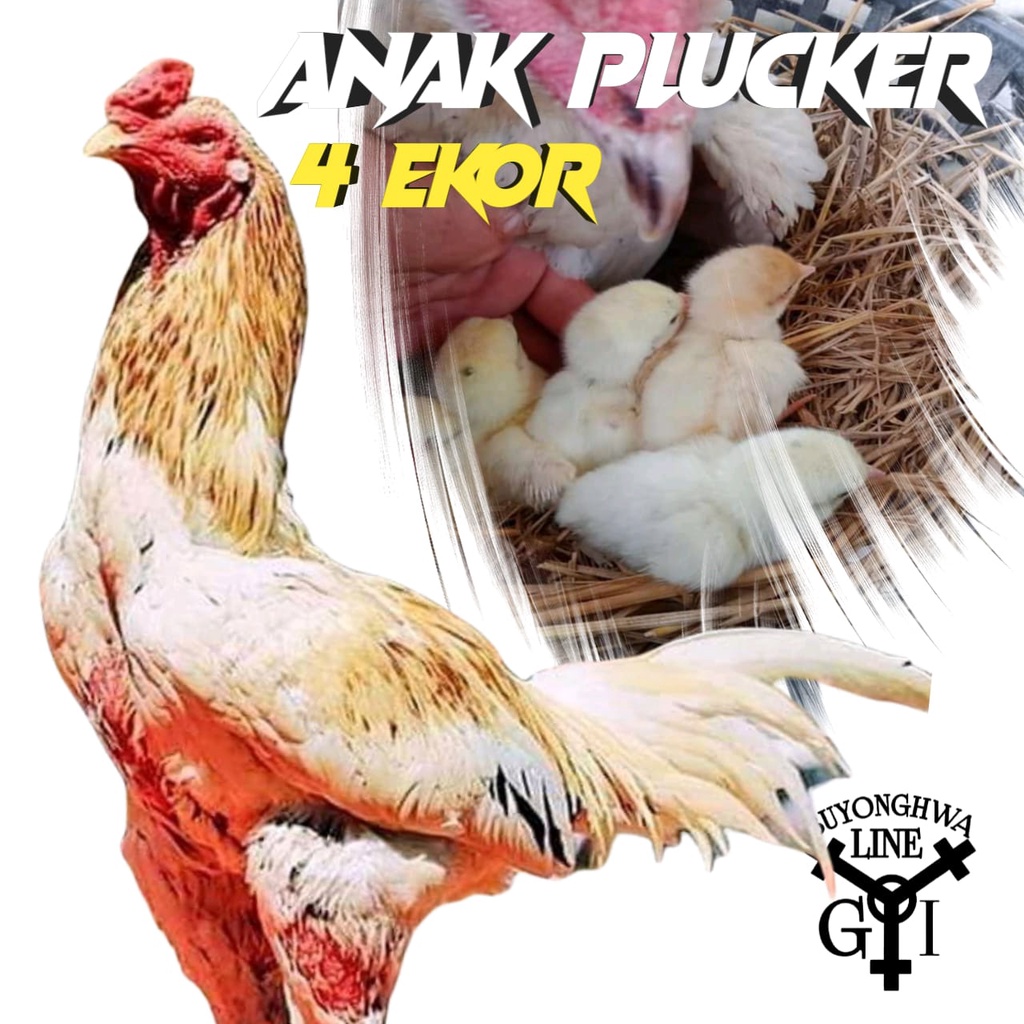 Anakan ayam plucker super big paket 4 ekor