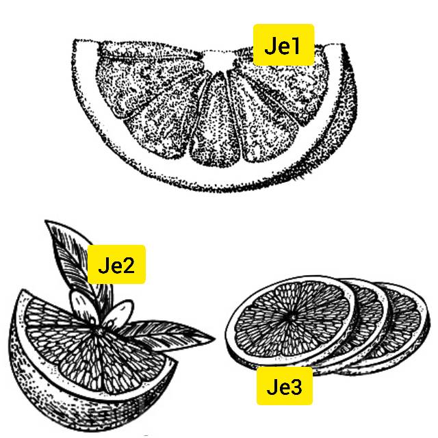 Tato Temporer jeruk Tato orange Stiker Tato Minimalis - JE