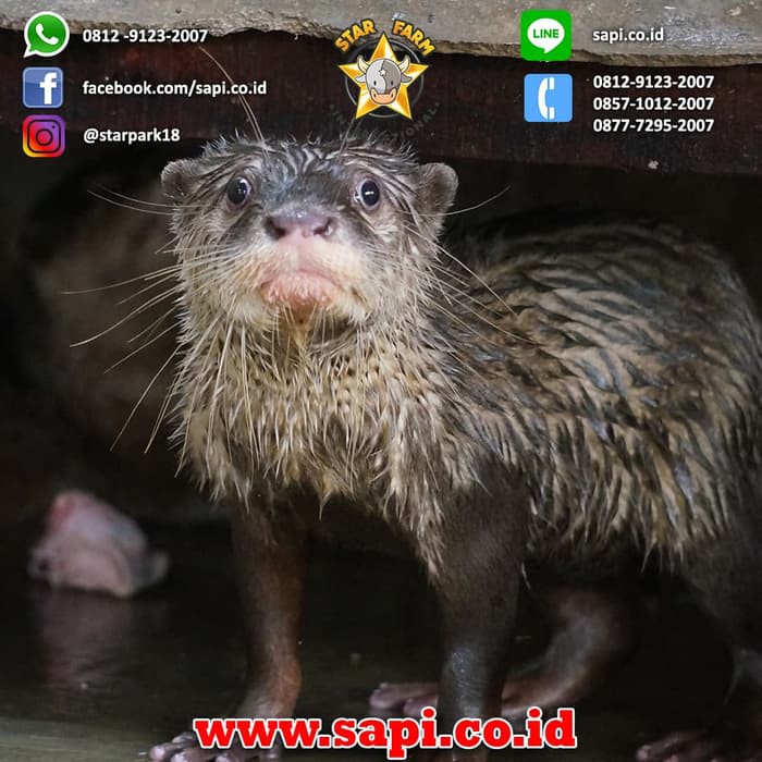 Star Farm Btm Otter Berang Berang Shopee Indonesia