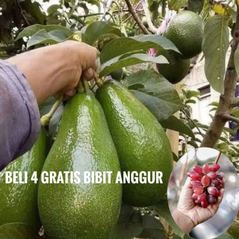 Bibit alpukat aligator okulasi dengan indukan yang udah berbuah