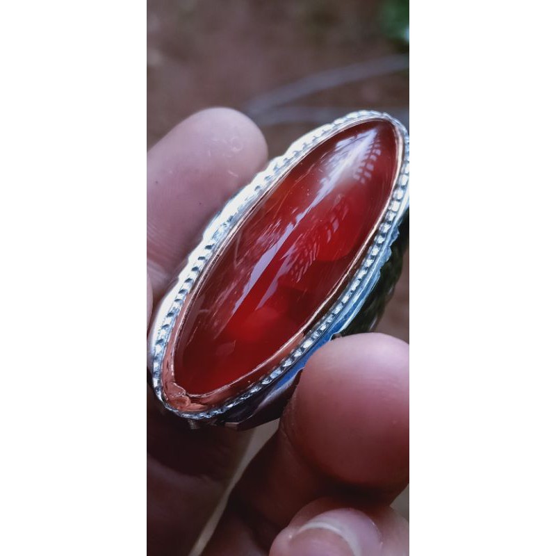 pandan merah sisik betok