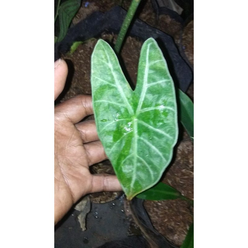 tanaman hias keladi Amazon lokal