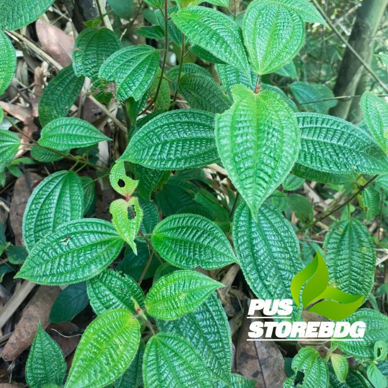 

Daun Harendong segar per 500 gram