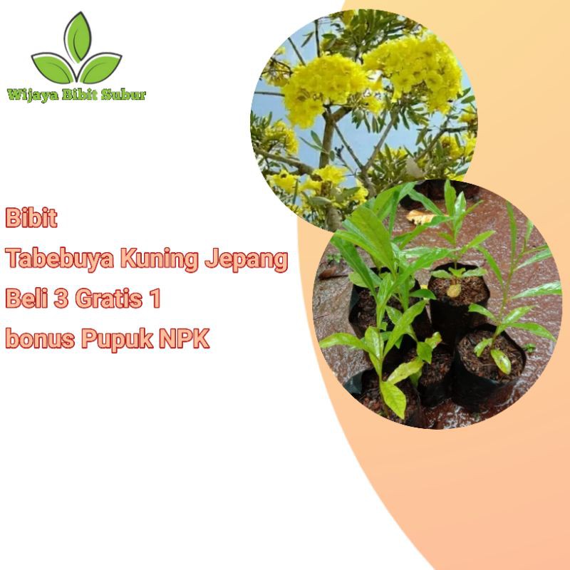 Bibit Tanaman Bunga Tabebuya Kuning-Bibit Pohon Bunga Tabebuya Kuning