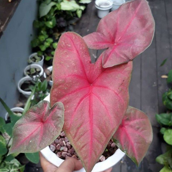  Harga  Caladium  Terbaru April 2022 BigGo Indonesia