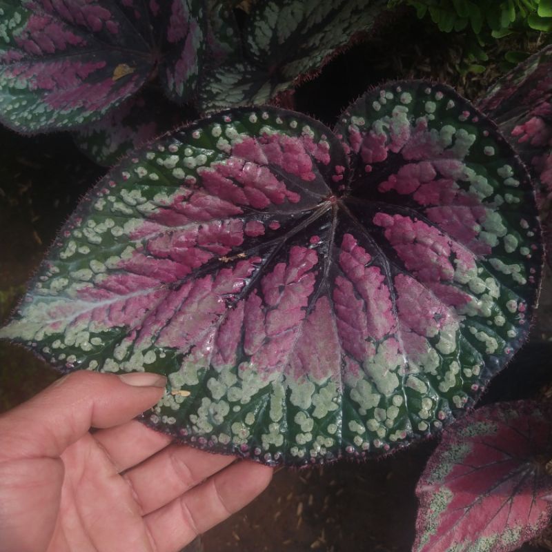 tanaman daun begonia rex