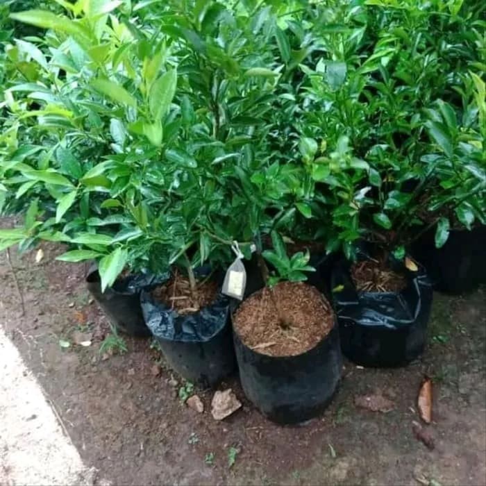Pohon Jeruk - Bibit pohon jeruk
