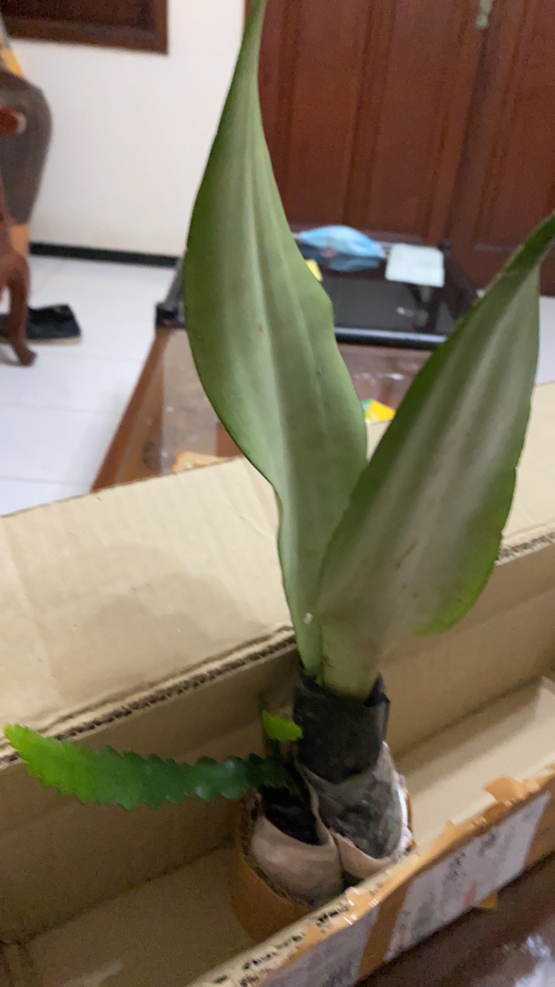 Tanaman Indoor Sensivera Moonshine - Tanaman Hias Sensivera Moonshine