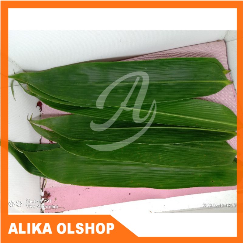 

Daun Bambu Segar untuk herbal dan bungkus bakcang