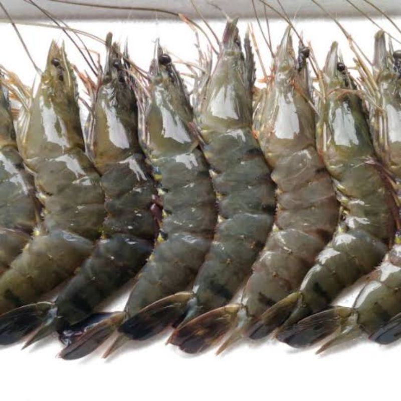 

Udang Pancet Segar size kecil (30-25 udang) 1kg