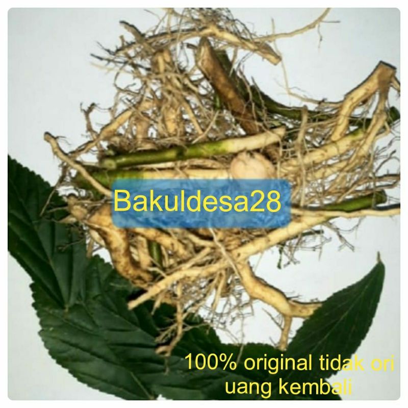 

Akar Sidaguri Segar 1 Kg / Akar Sidogori / Akar Sadagori Sidoguri / Akar Sidogori Sidaguri jantan/betina