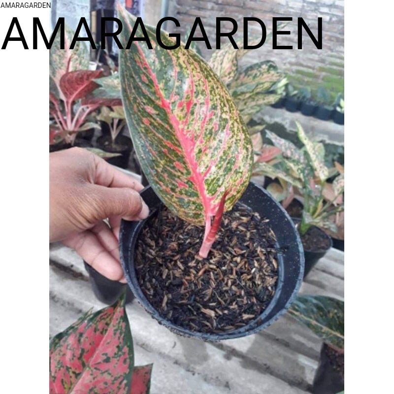 bibit tanaman hias anakan aglonema Tiara daun 1-3