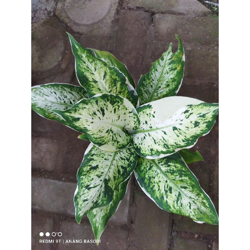 aglonema diven heppy, lukisan cinta/tanaman hias