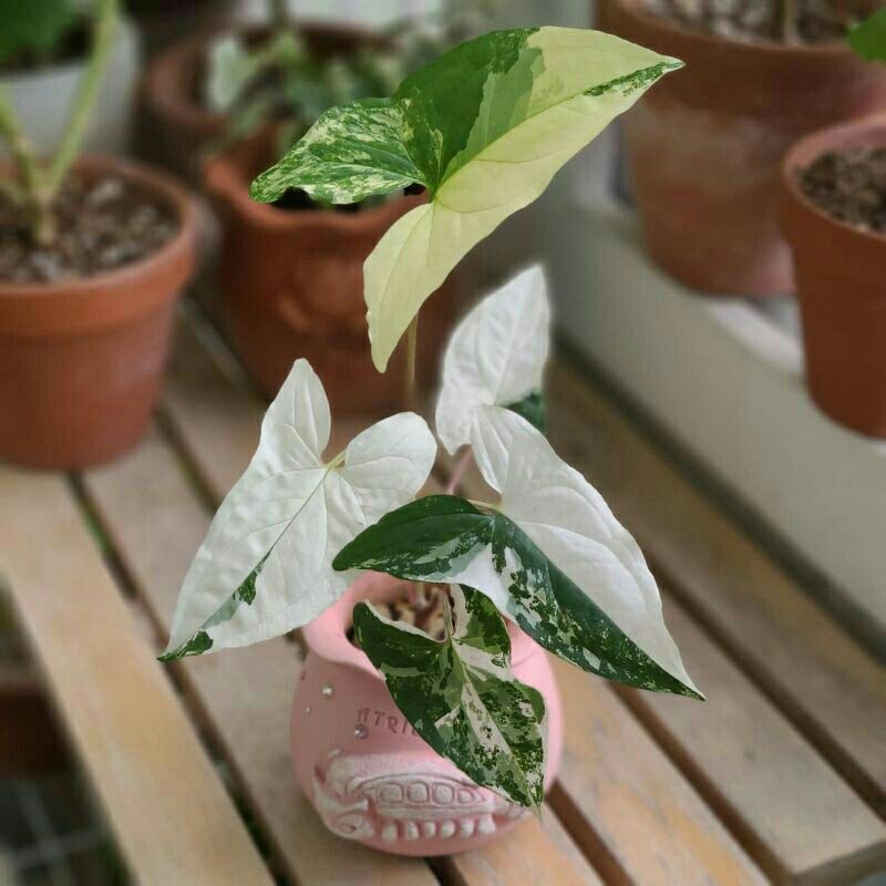 tanaman hias syngonoum varigata-syngonium varigata putih-tanaman hias sygonium varigata putih