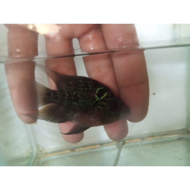 ANAKAN IKAN LOHAN BONSAI/SHORT BODY SRD