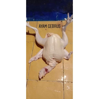 

Ayam potong segar