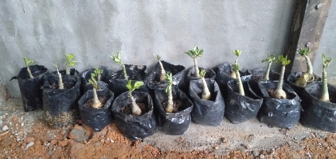 Bibit Bunga Kamboja Jepang