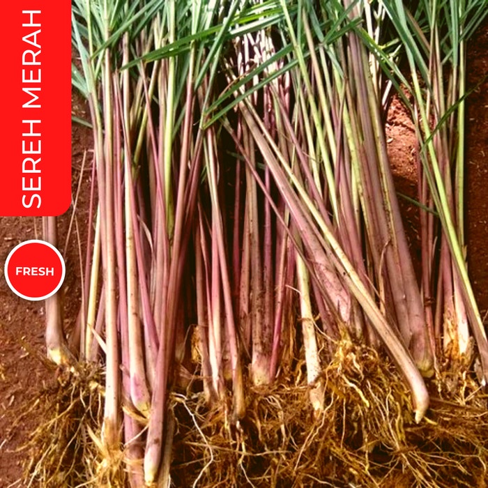 

Sereh Merah Wangi Organik Super / Serai Merah / Sereh Lanang - 100 gram