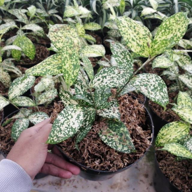 Bambu Dracena Varigata/Toko Tanaman Hias Murah Bandung.