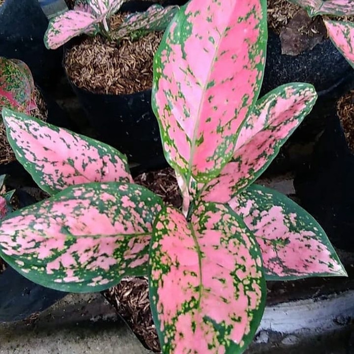 

promo Aglonema lady valentine
