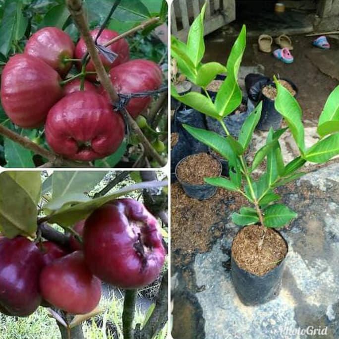 @_# Bibit Buah Jambu Air Black Diamond Terlaris