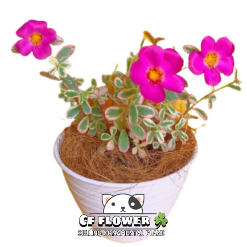 Portulaca Hana Misteria, Tanaman Hias Krokot Varigata, krokot sweet pink /portualaca pink