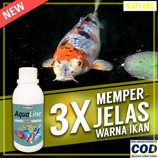 [A4] AQUALINE PAKAN WARNA IKAN IKAN KOI ARWANA IKAN KOKI IKAN ARWANA IKAN LOUHAN IKAN AQUARIUM