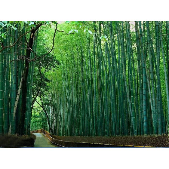 Repro Gambar Lukisan Hutan Bambu Bamboo Panda Hoki Uang Feng Shui