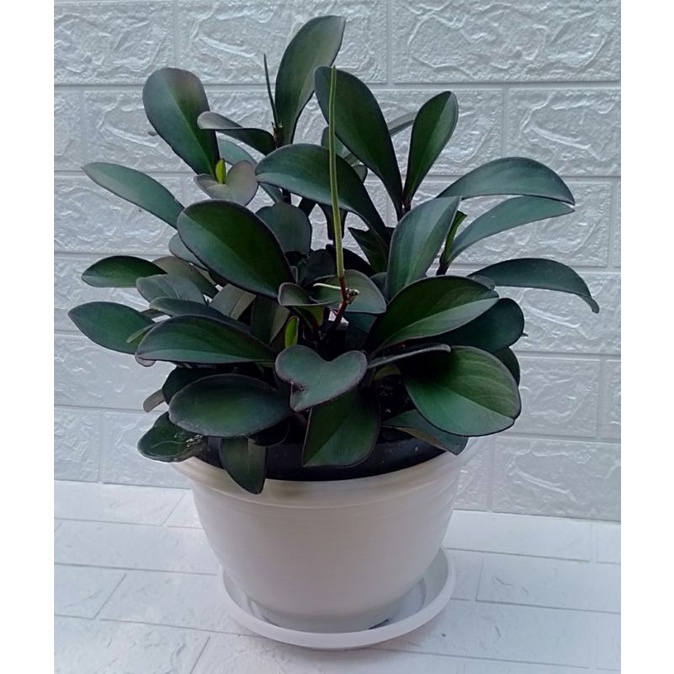 Peperomia teplan black knight/teplan hitam