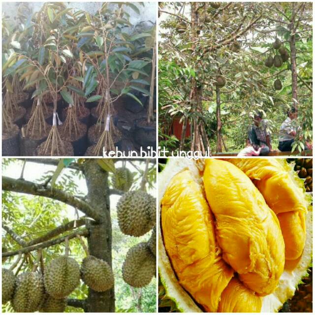 Bibit durian musangking kaki 10