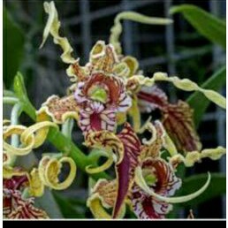 Anggrek Dendrobium Spectabile