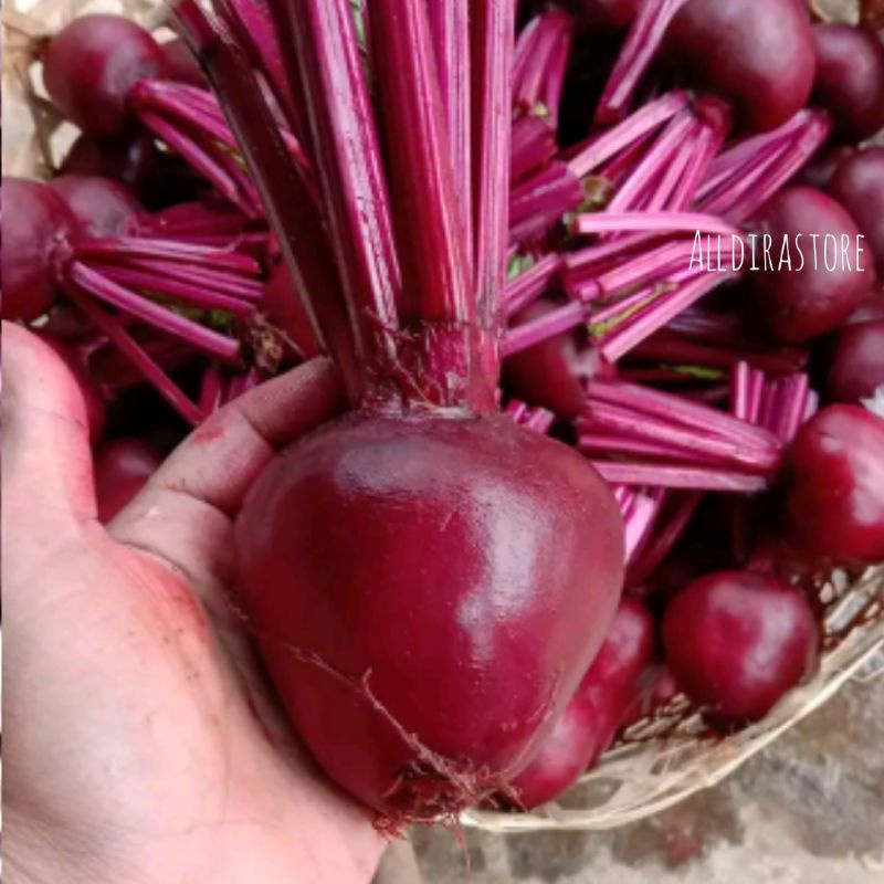 

Buah Bit Segar 1Kg