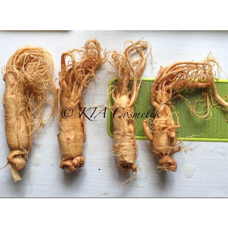 gingseng asli korea