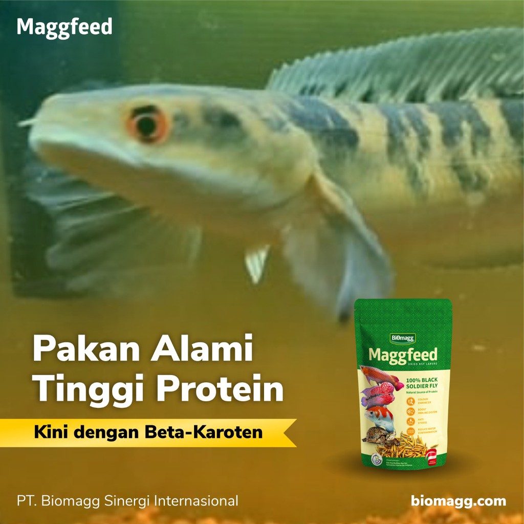 MAGGFEED - Pakan Pelet Makanan Ikan Predator Alami Channa Oscar 3 pcs