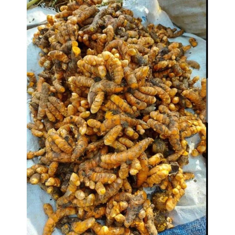 

kunyit segar berat bersih 1kg