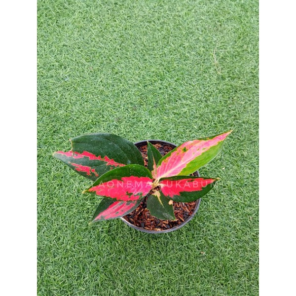 aglonema red hot chili paper aglaonema red ayu