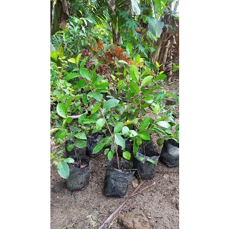 bibit bahan bonsai beringin iprik / beringin prehh