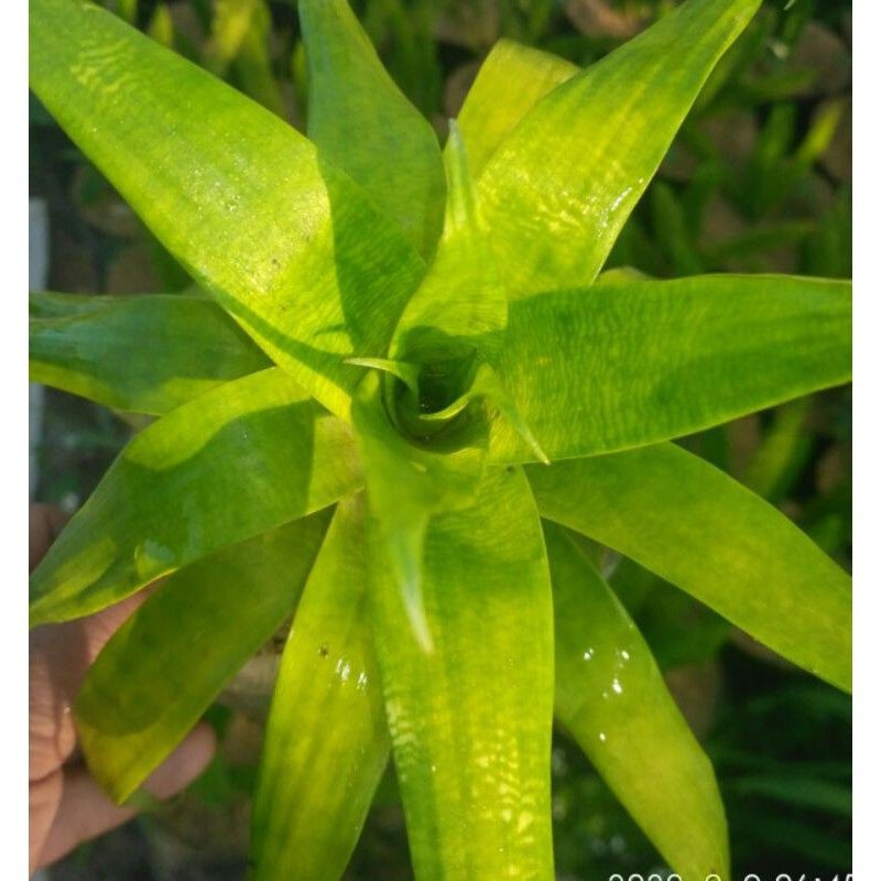Tanaman hias Bromelia vriesea ospinae/bromelia kuning