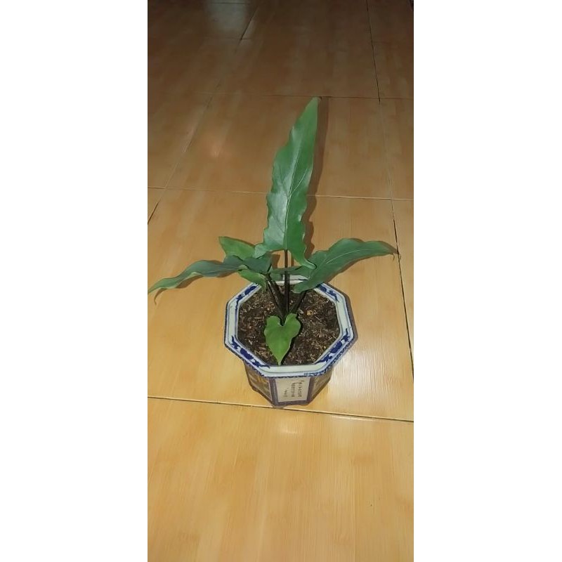Alocasia keris papua