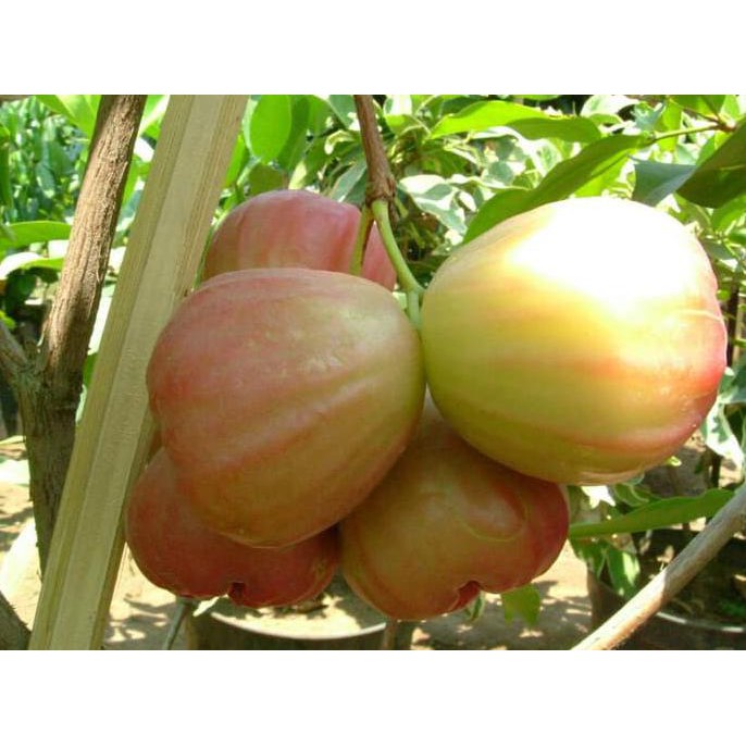 Unggul Bibit Jambu Air King Rose