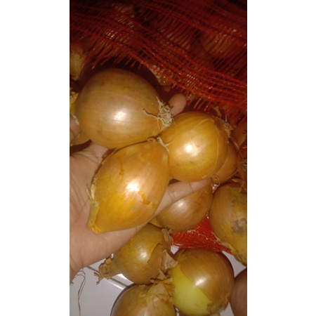

bawang bombai