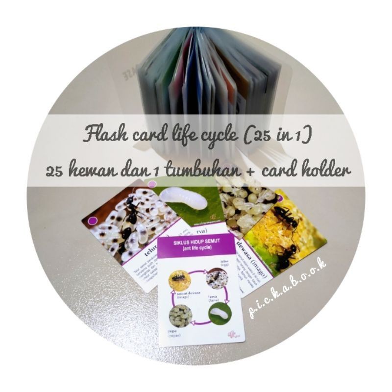 

flash card life cycle 25 in 1 + holder