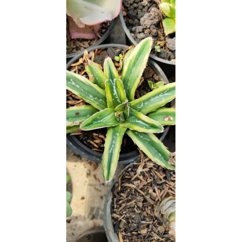 sekulen agave victoria varigata kuning