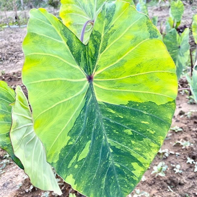 tanaman hias colocasia lime gecko